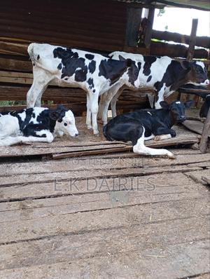 4 Months Young Heifers - thumbnail 2