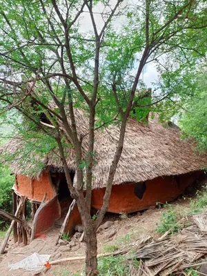 Makuti Roofing, Professional Thatchers