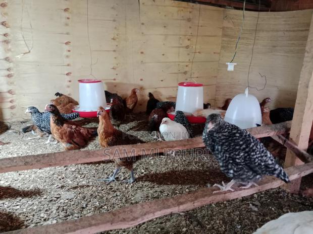 Improved Kienyeji Chicken, 2-3kg - thumbnail 4