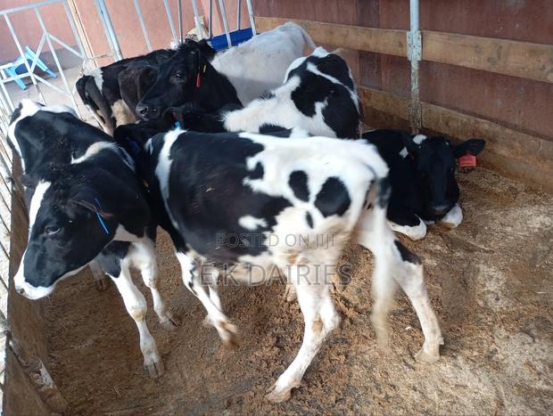 7 to 10 Months Old Heifers - main view