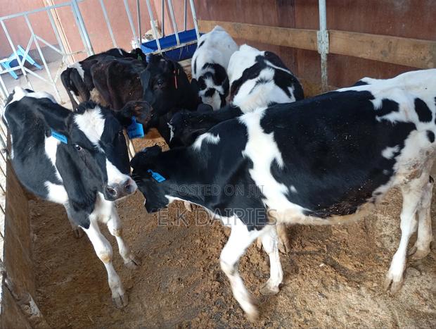 7 to 10 Months Old Heifers - thumbnail 3