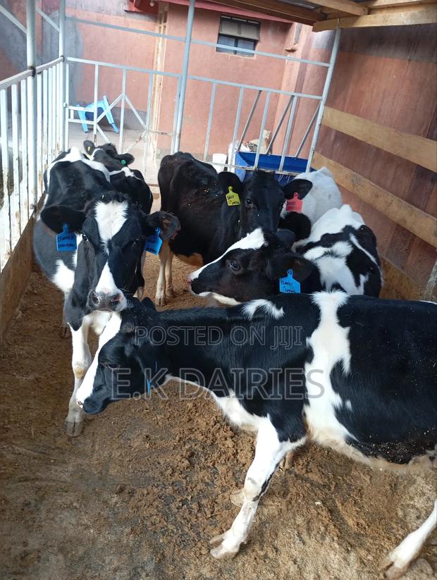 7 to 10 Months Old Heifers - thumbnail 4