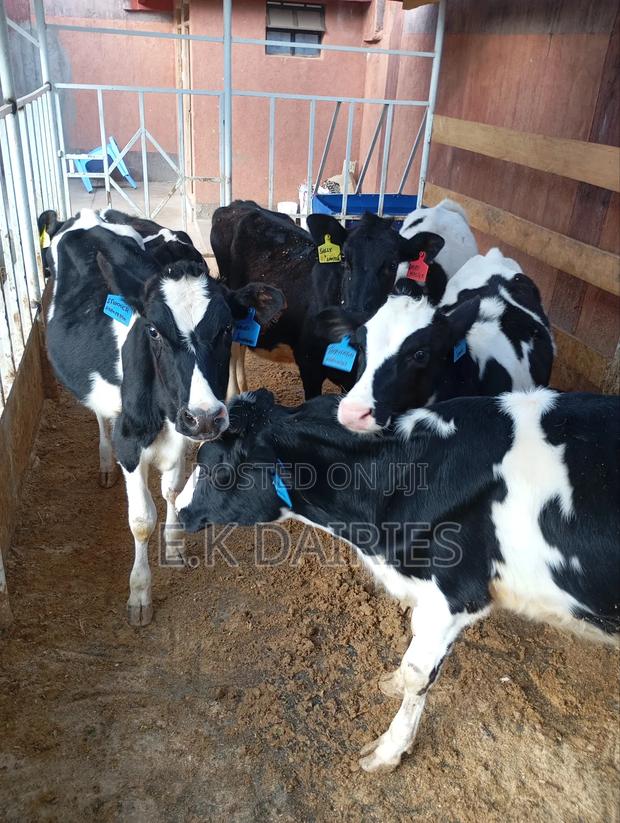 7 to 10 Months Old Heifers - thumbnail 5