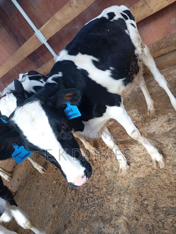 7 to 10 Months Old Heifers - thumbnail 6