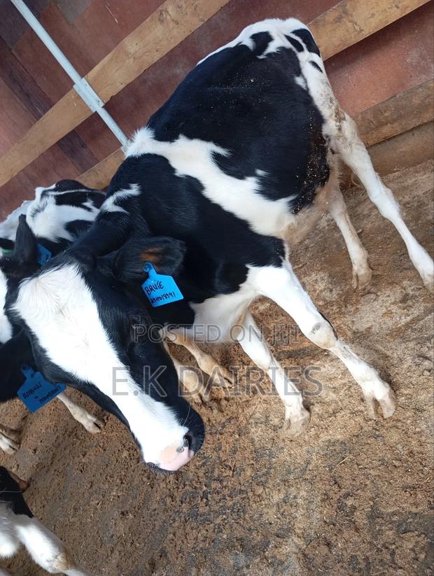 7 to 10 Months Old Heifers - thumbnail 7