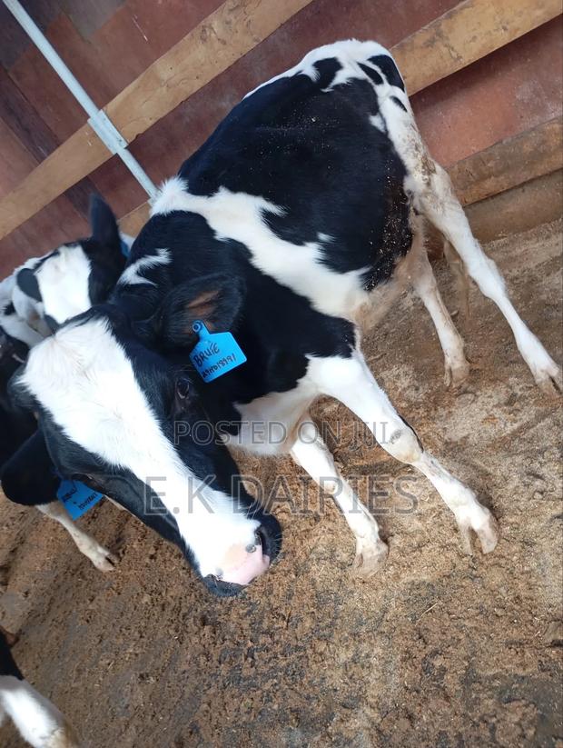 7 to 10 Months Old Heifers - thumbnail 8