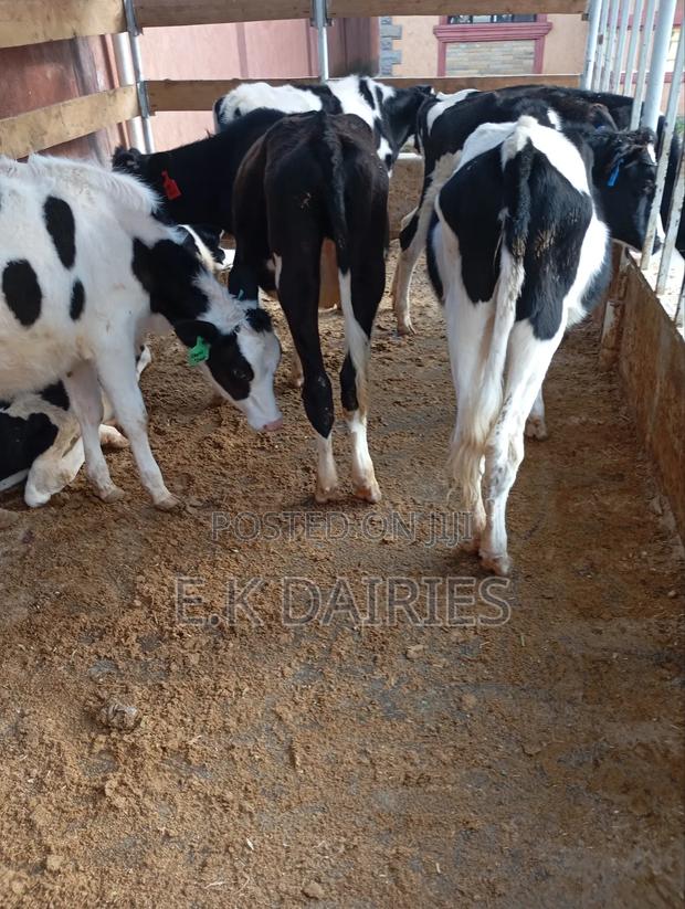 7 to 10 Months Old Heifers - thumbnail 9