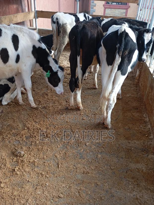 7 to 10 Months Old Heifers - thumbnail 10