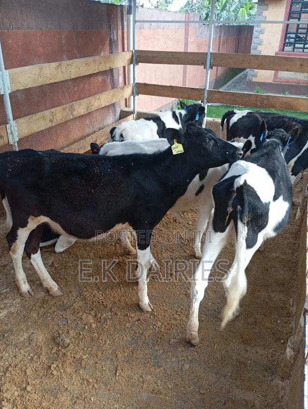 7 to 10 Months Old Heifers - thumbnail 11