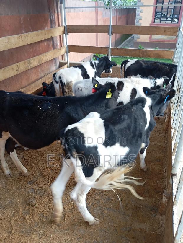 7 to 10 Months Old Heifers - thumbnail 12