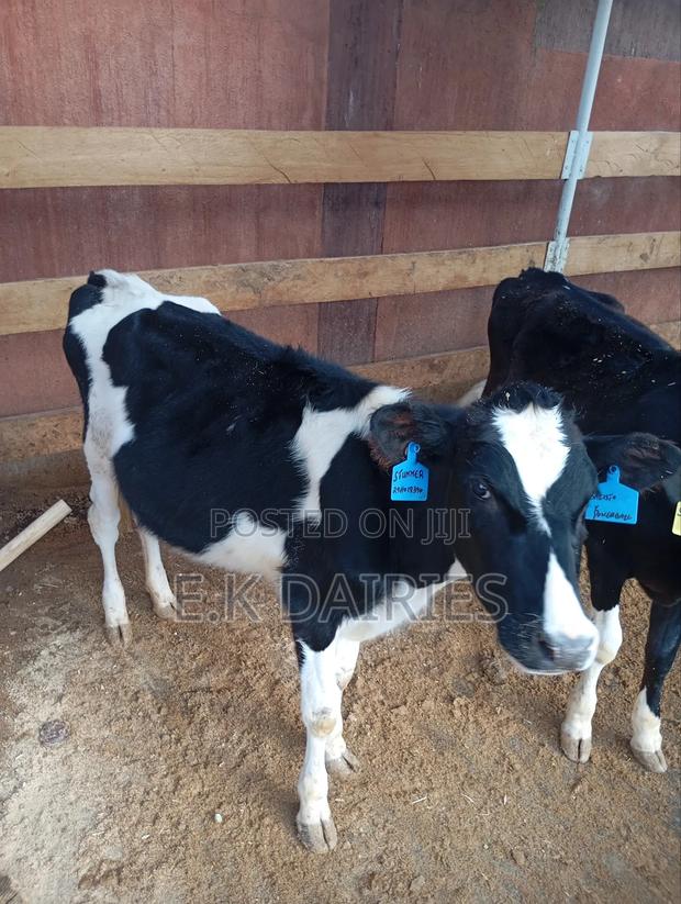 7 to 10 Months Old Heifers - thumbnail 13