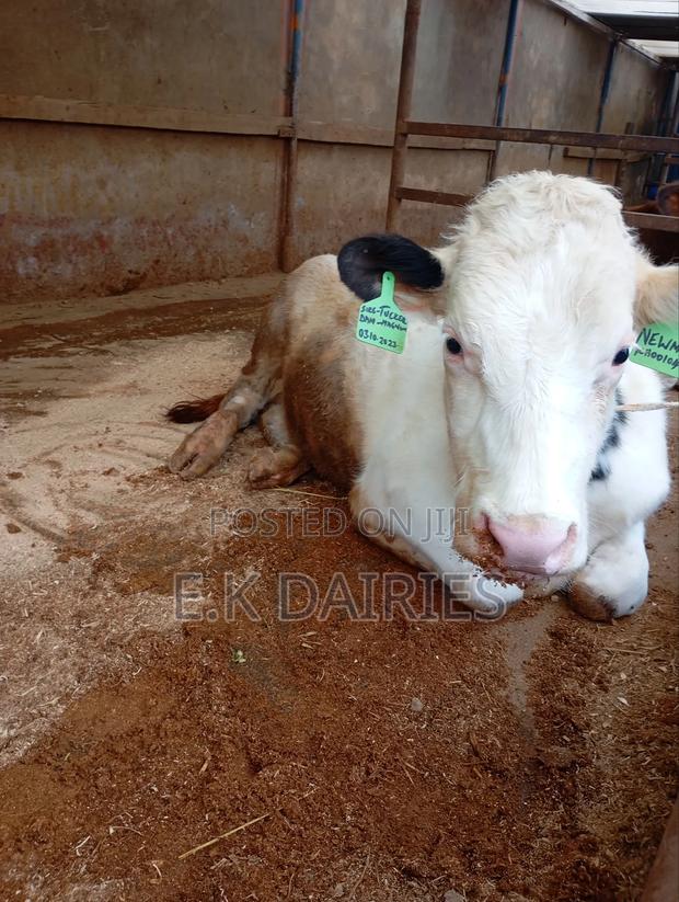 Perdigree Breeding Bulls - thumbnail 3