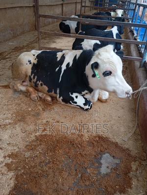 Perdigree Breeding Bulls - thumbnail 2