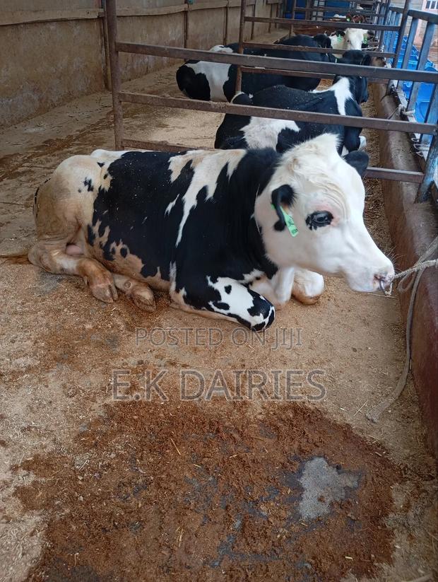 Perdigree Breeding Bulls - main view