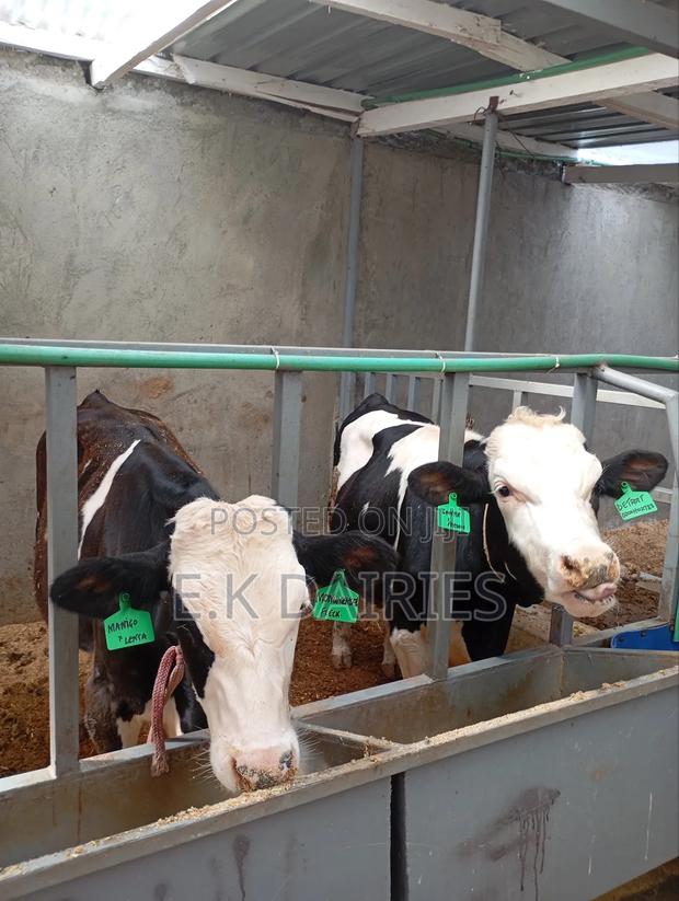 Perdigree Breeding Bulls - thumbnail 5