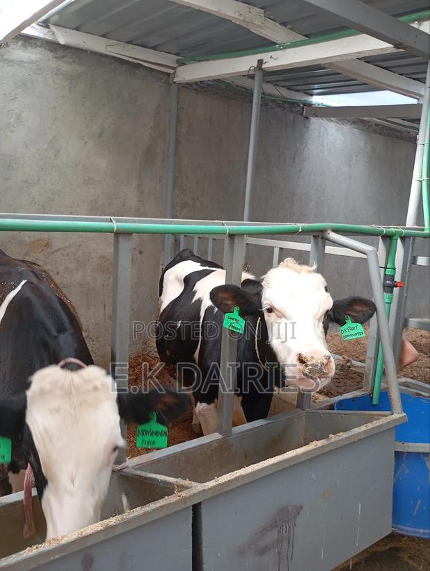 Perdigree Breeding Bulls - thumbnail 6