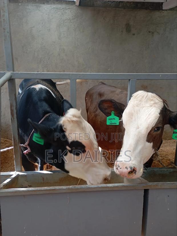 Perdigree Breeding Bulls - thumbnail 7