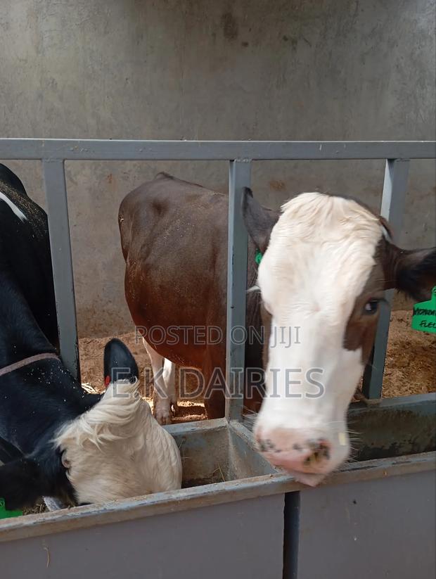 Perdigree Breeding Bulls - thumbnail 8