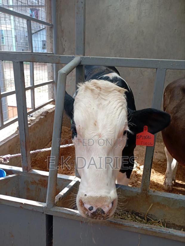 Perdigree Breeding Bulls - thumbnail 9