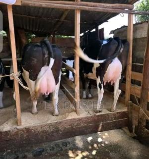 Super Giant Pedigrees - thumbnail 2