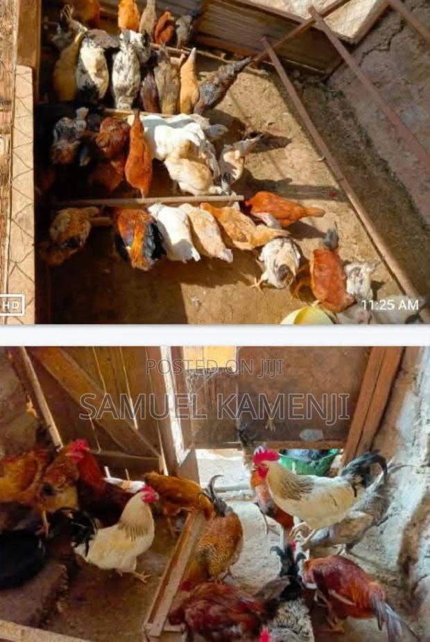 Animals Farm - main view