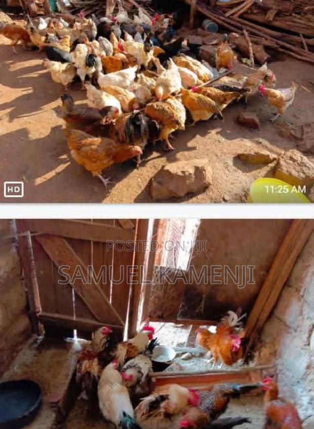 Animals Farm - thumbnail 2