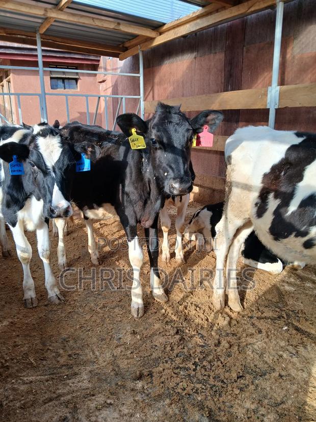 Young Heifers . Pure Breeds of Freshian. 3rd Gen.