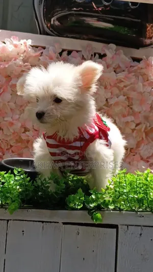 1-3 months Male Purebred Havanese