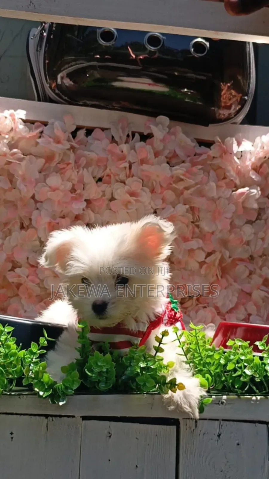 1-3 months Male Purebred Havanese