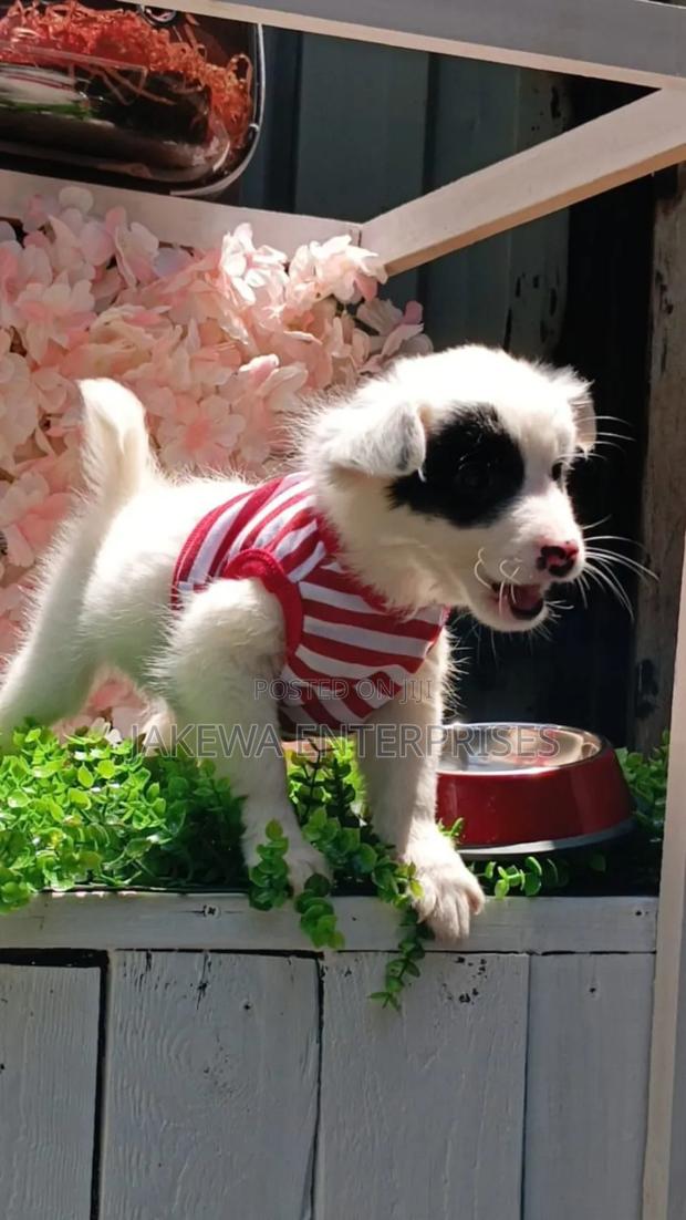 1-3 months Male Purebred Havanese