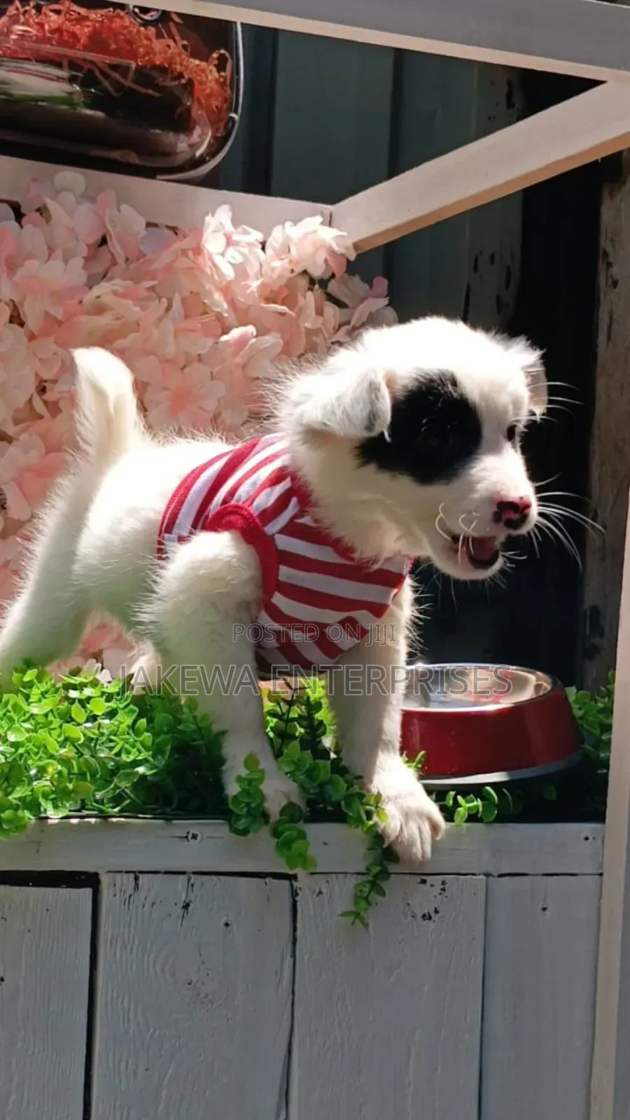 1-3 months Male Purebred Havanese