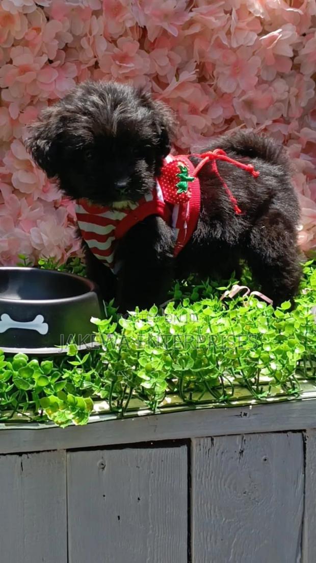 1-3 months Male Purebred Havanese - main view