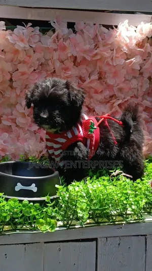 1-3 months Male Purebred Havanese