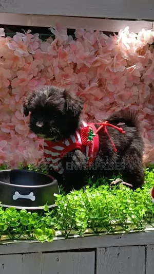 1-3 months Female Purebred Havanese