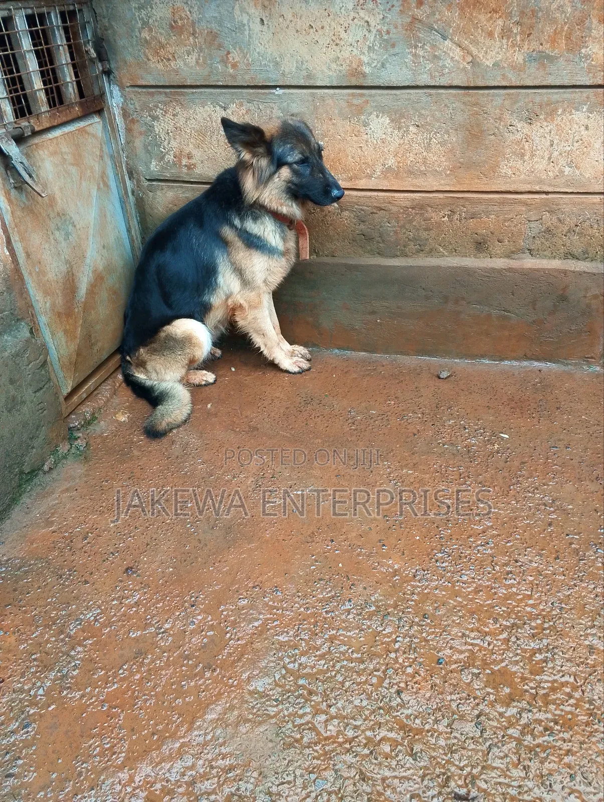1-3 months Female Purebred German Shepherd