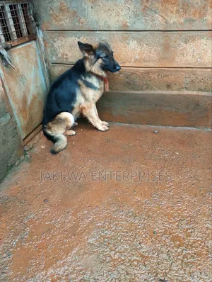 1-3 months Female Purebred German Shepherd