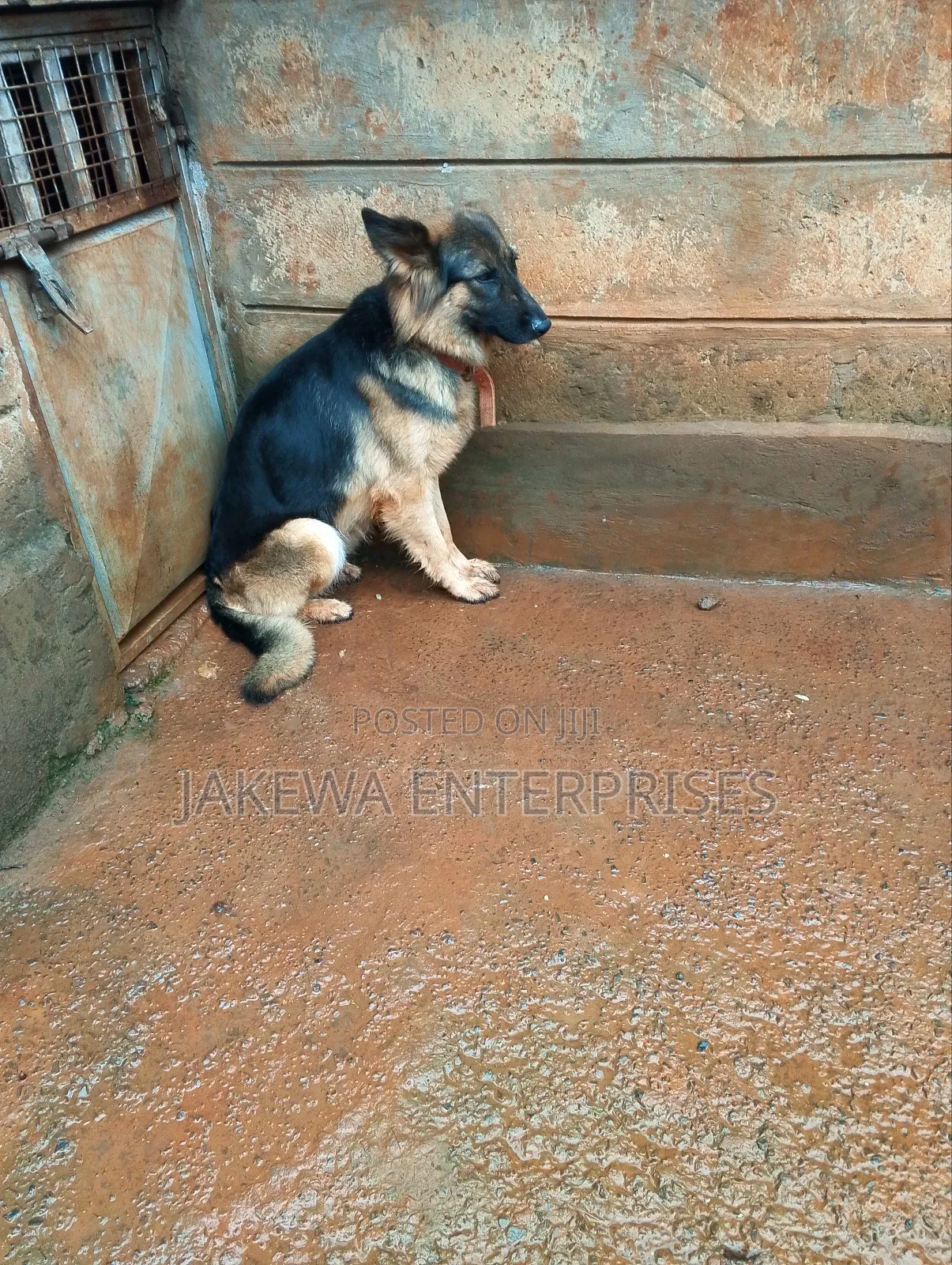 1-3 months Female Purebred German Shepherd