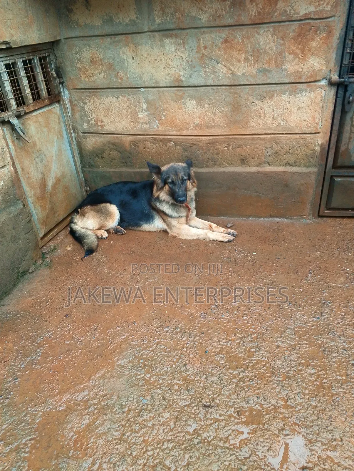 1-3 months Female Purebred German Shepherd