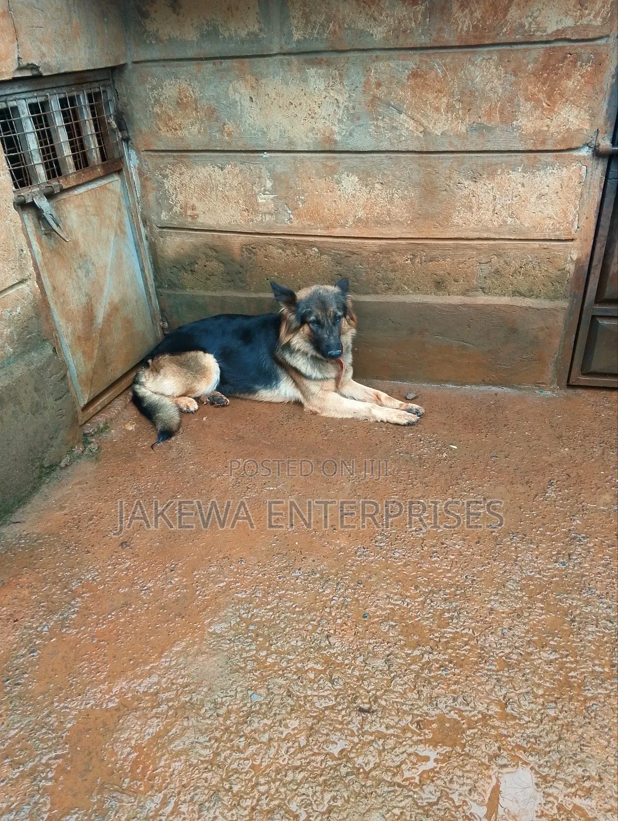 1-3 months Female Purebred German Shepherd