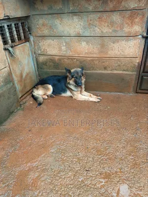 1-3 months Female Purebred German Shepherd