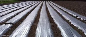 Superior Mulch Film for Healthier Plants!