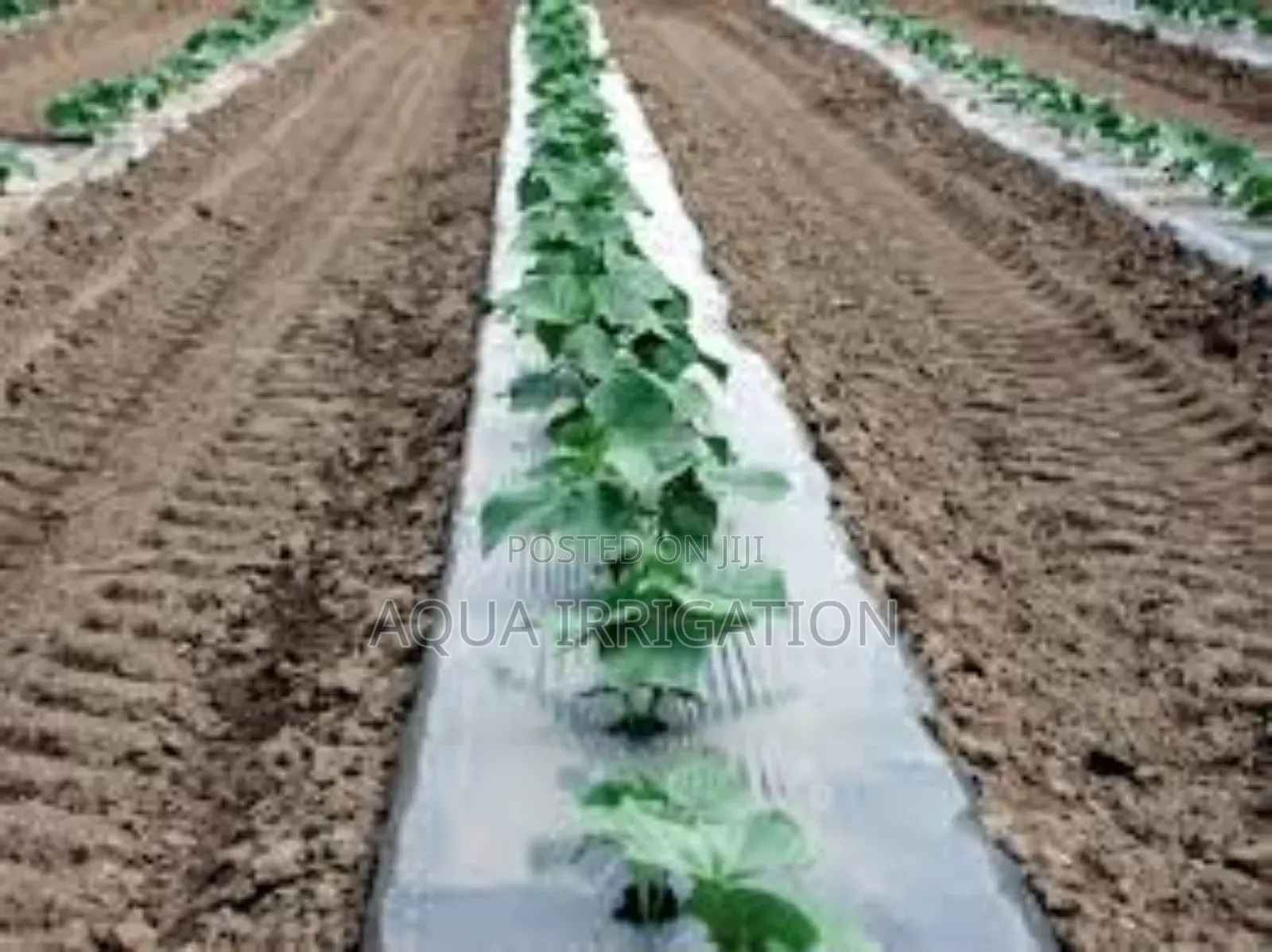 Reduce Soil Erosion With Mulch Film!