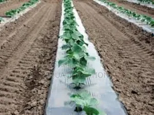 Reduce Soil Erosion With Mulch Film!