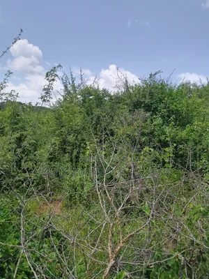 46 Acres With Title