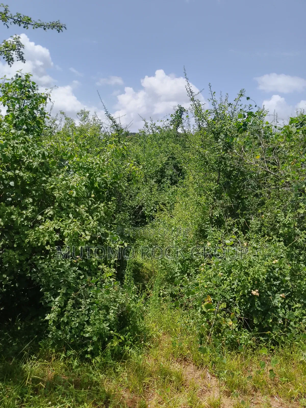 46 Acres With Title