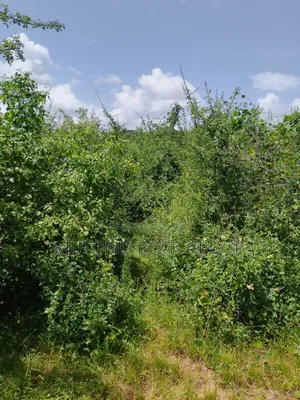 46 Acres With Title