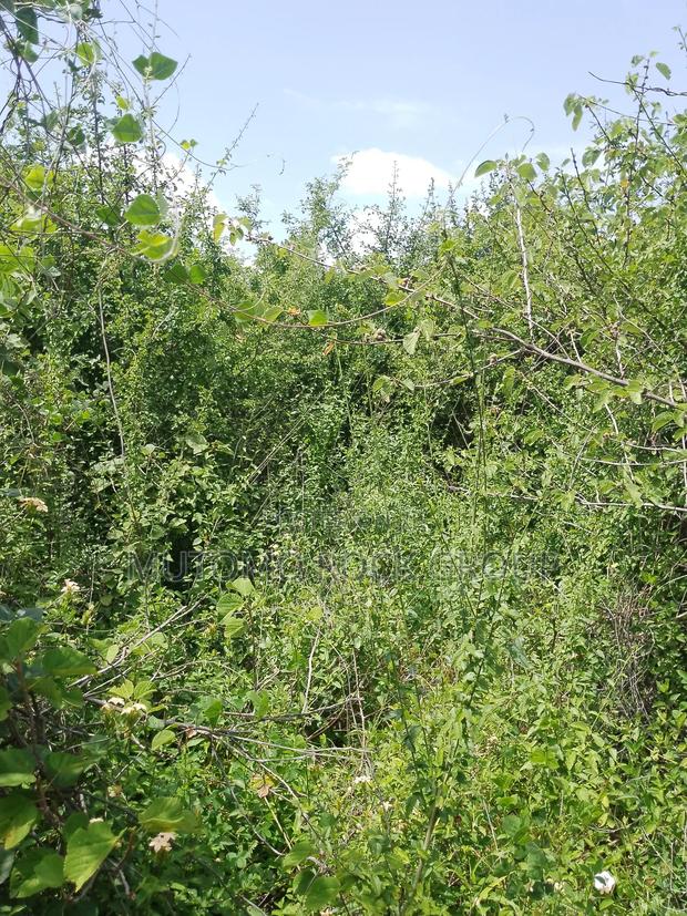 46 Acres With Title - thumbnail 5