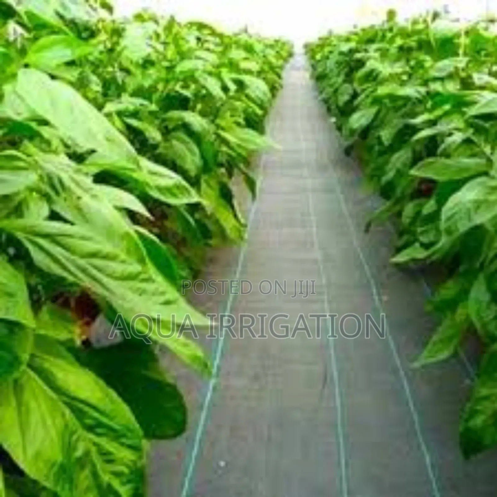 Sun-Blocking Mulch Film for Healthier Plants