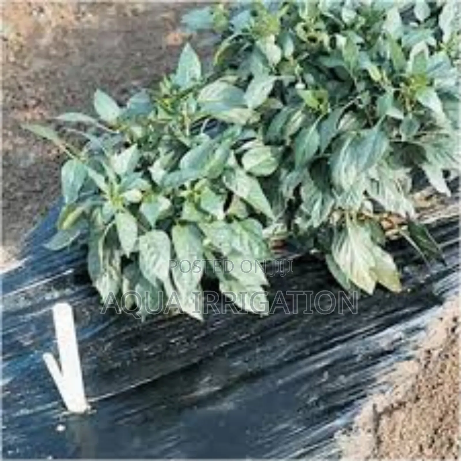 Say Goodbye to Weeds With Mulch Film