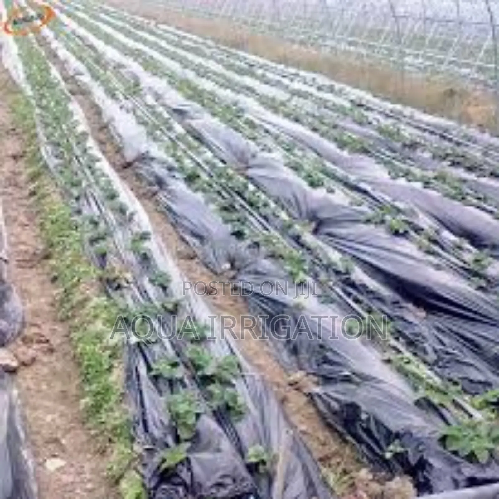 Keep Soil Moist Healthy With Mulch Film